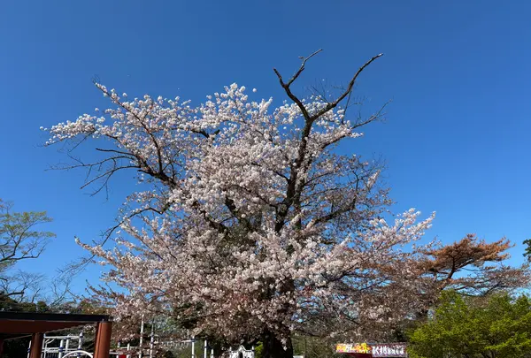 松ヶ岡公園の写真・動画_image_811930