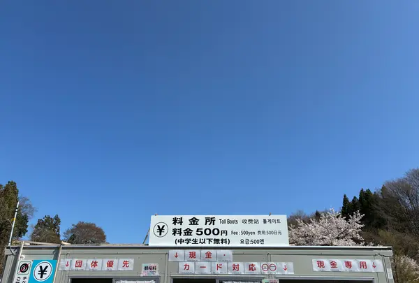 三春滝桜の写真・動画_image_811951