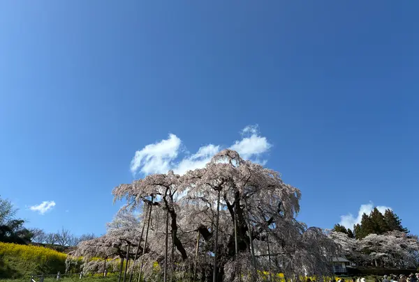 三春滝桜の写真・動画_image_811952