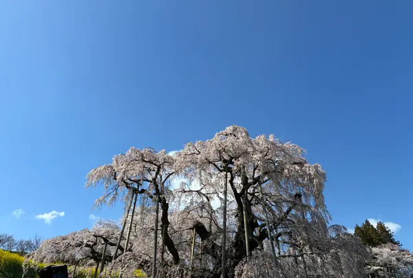 三春滝桜の写真・動画_image_811953