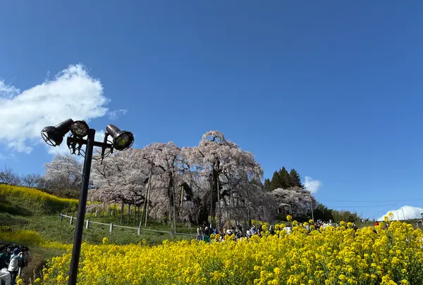 三春滝桜の写真・動画_image_811954