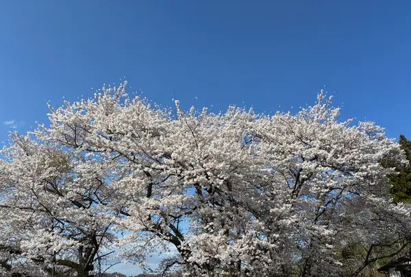 三春滝桜の写真・動画_image_811955