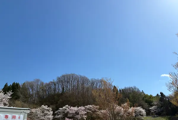三春滝桜の写真・動画_image_811956