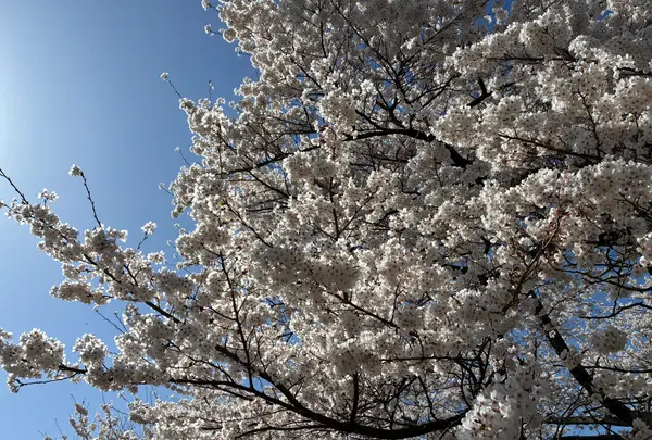 三春滝桜の写真・動画_image_811957