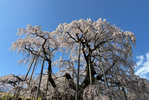 三春滝桜の写真・動画_image_811958