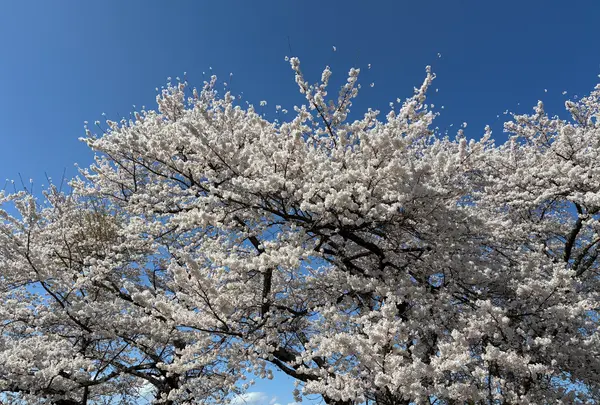 三春滝桜の写真・動画_image_811959