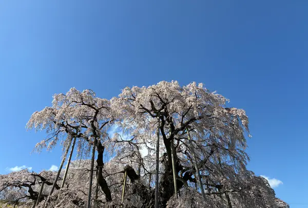 三春滝桜の写真・動画_image_811960