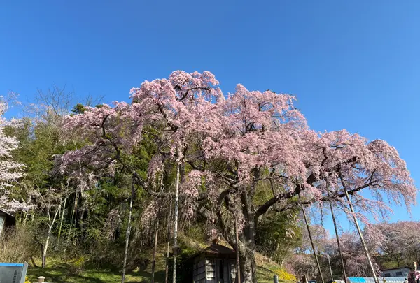 延命地蔵尊・紅枝下地蔵桜の写真・動画_image_811961