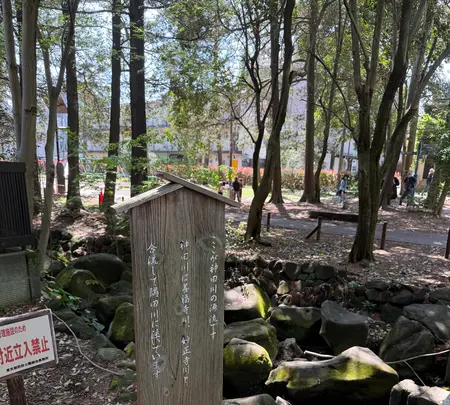 井の頭恩賜公園の写真・動画_image_812156