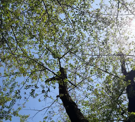 井の頭恩賜公園の写真・動画_image_812158