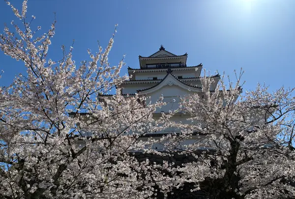 鶴ヶ城（若松城）の写真・動画_image_812296