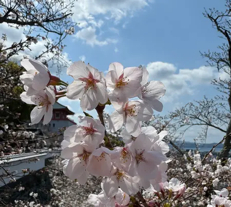 紀三井寺の写真・動画_image_812587