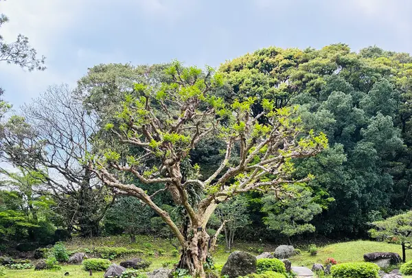 日本庭園 日向景修園の写真・動画_image_812908
