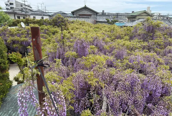 熊野街道信達宿　梶本家の藤の写真・動画_image_813284