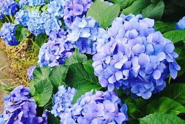 千鳥ヶ淵の写真・動画_image_81404