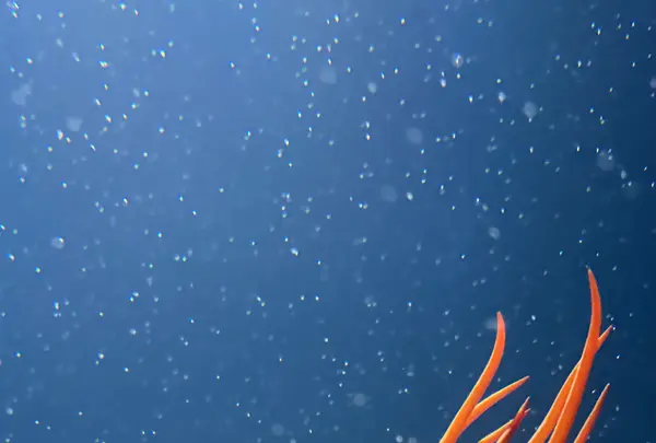 鶴岡市立加茂水族館（クラゲドリーム館）の写真・動画_image_815323