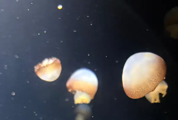 鶴岡市立加茂水族館（クラゲドリーム館）の写真・動画_image_815324