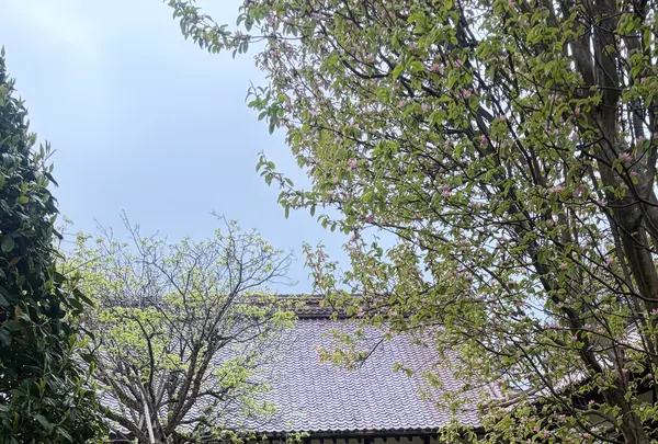 藩校致道館の写真・動画_image_815339