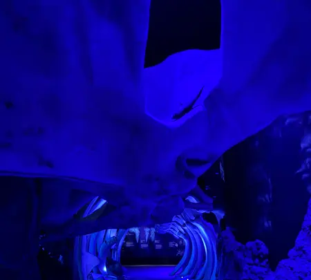 S.E.A. Aquariumの写真・動画_image_815542