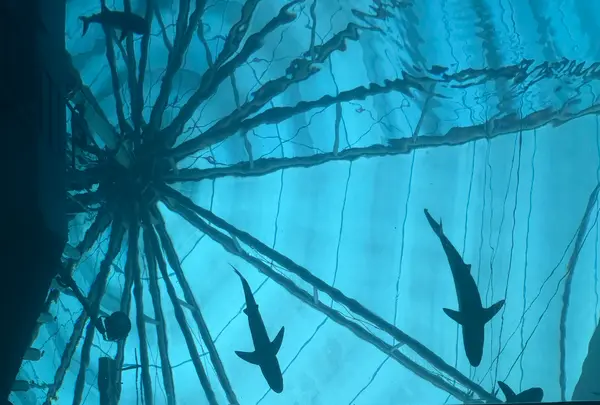 S.E.A. Aquariumの写真・動画_image_815544
