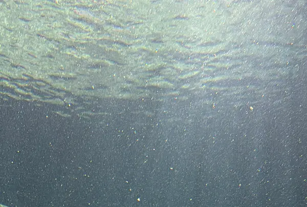 S.E.A. Aquariumの写真・動画_image_815549