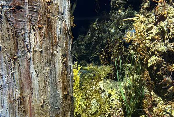 S.E.A. Aquariumの写真・動画_image_815558