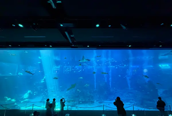 S.E.A. Aquariumの写真・動画_image_815559