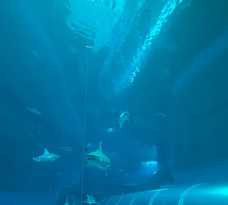 S.E.A. Aquariumの写真・動画_image_815560