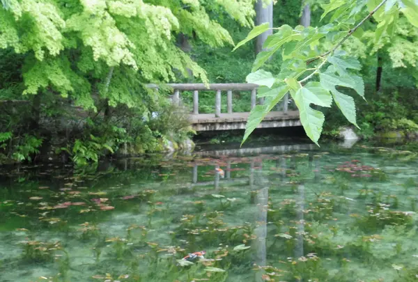 モネの池（名もなき池）の写真・動画_image_81603
