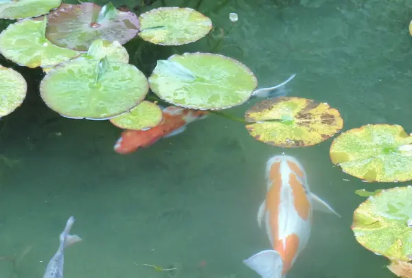 モネの池（名もなき池）の写真・動画_image_81606