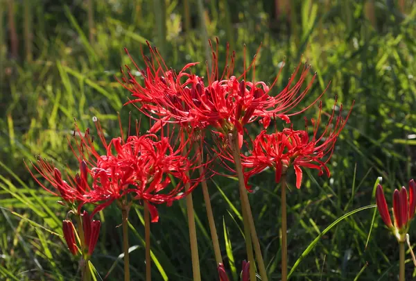 南足柄市運動公園の写真・動画_image_81677