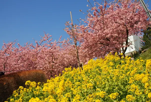 松田山ハーブガーデンの写真・動画_image_81679