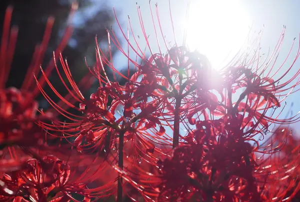 南足柄市運動公園の写真・動画_image_81732