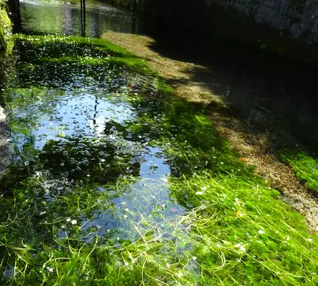 地蔵川の写真・動画_image_820698