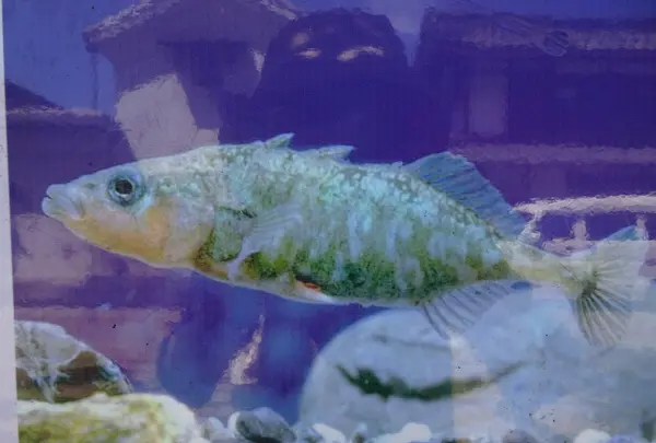 醤油屋喜代治商店の写真・動画_image_820718