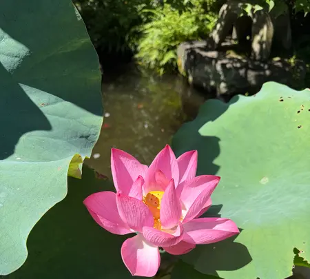 長谷寺の写真・動画_image_827381