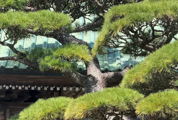 長谷寺の写真・動画_image_827382