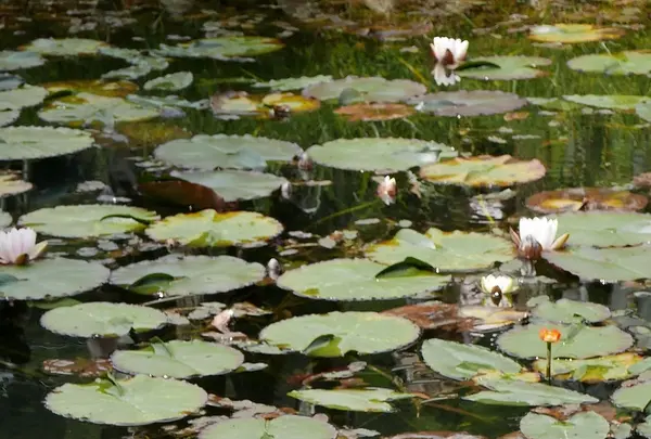 モネの池（名もなき池）の写真・動画_image_82740