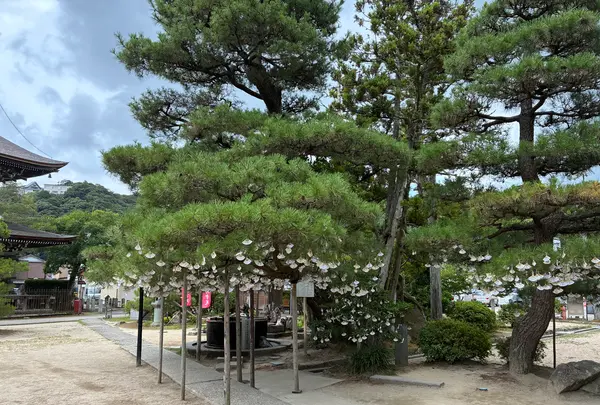 智恩寺の写真・動画_image_827517