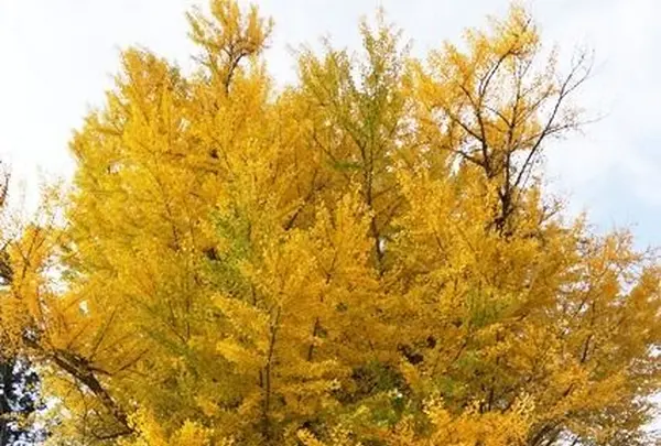 清水寺の写真・動画_image_82890