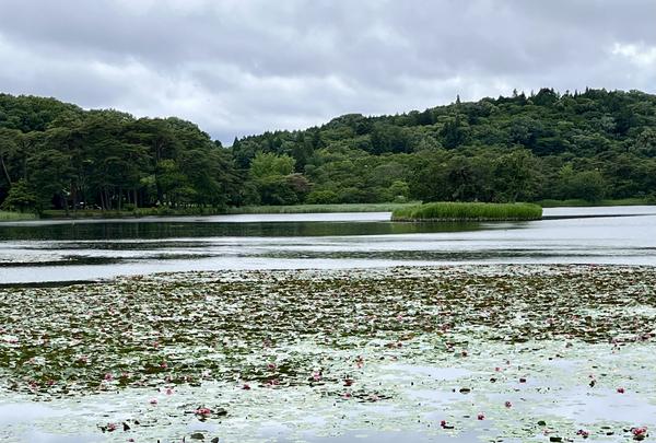 南湖公園の写真・動画_image_829172