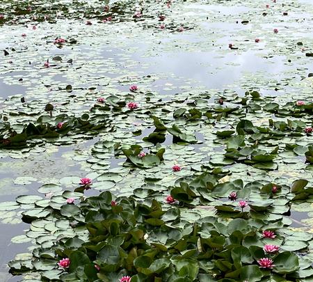 南湖公園の写真・動画_image_829173