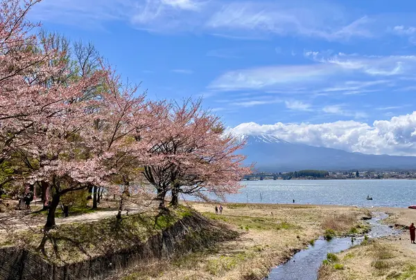 河口湖の写真・動画_image_829427