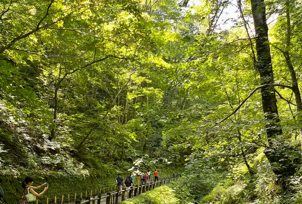 白糸の滝の写真・動画_image_831266
