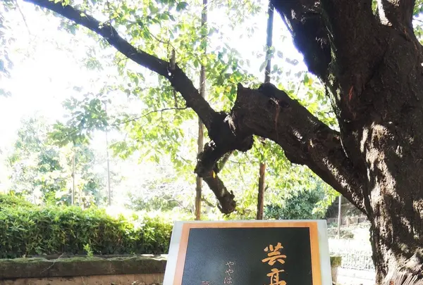 県立神奈川近代文学館の写真・動画_image_83152