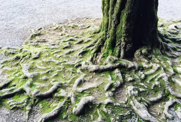 明治神宮の写真・動画_image_83186