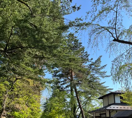 角館武家屋敷通りの写真・動画_image_832043