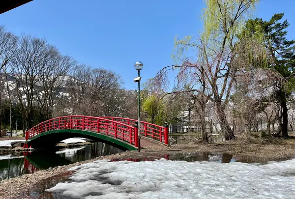 湯沢中央公園【桜の名所】の写真・動画_image_832086