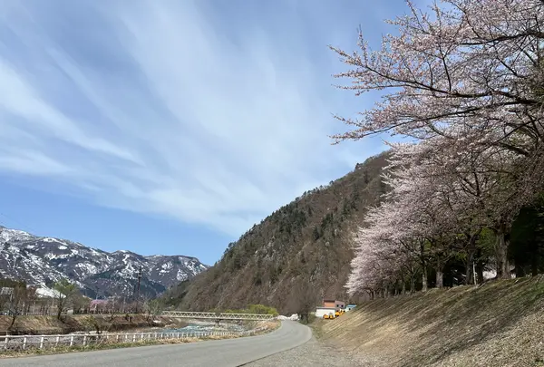 湯沢中央公園【桜の名所】の写真・動画_image_832088