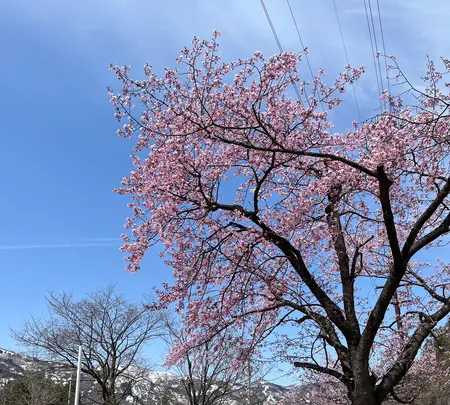 湯沢中央公園【桜の名所】の写真・動画_image_832090